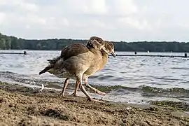 Deux canetons en marche vers le lac.