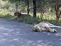 Deux lions du parc Kruger.