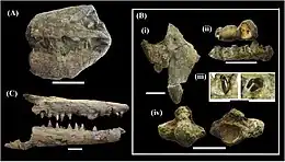 Divers fossiles fragmentaires de mosasaures du groupe des tylosaurinés, le spécimen A (montré en haut à gauche) étants attribuée à Taniwhasaurus mikasaenis, le spécimen B (montré à droite) étants attribuée à Taniwhasaurus capensis.