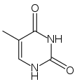 Thymine