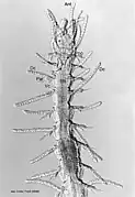 Typosyllis tyrrhena