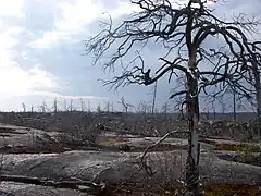 Paysage désolé avec quelques arbres morts et noircis par le feu.