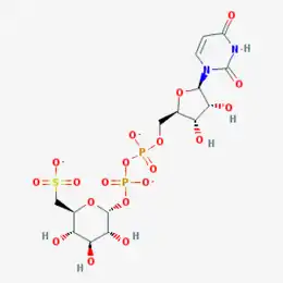 Image illustrative de l’article Uridine-diphosphate-sulfoquinovose