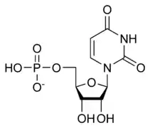 Uridine monophosphate