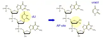 Réaction catalysée par l'uracile-ADN glycosylase