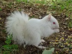 écureuil entièrement blanc aux yeux rouges