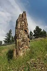 Tronc pétrifié dans le Parc national de Yellowstone aux États-Unis.