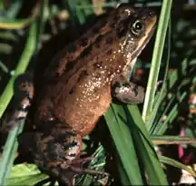 Description de l'image USFWSOregonSpottedFrogPhoto.jpg.