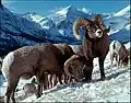 Mouflon canadien.