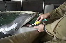 Nettoyage des dents d'un dauphin