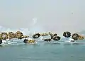 Véhicules amphibies déployant des grenades fumigènes
