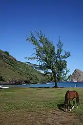 Photo d'un paysage de Ua Huka. Un cheval broute au premier plan.
