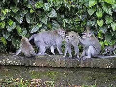 Groupe de singes