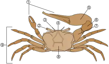 Représentation schématique de l'anatomie d'un crabe