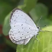 Udara albocaerulea