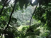 Forêt pluviale dans les montagnes Udzungwa.