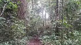 Forêt de Zika (Ouganda)