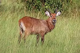 Juvénile mâle, dans le parc national Queen Elizabeth, Ouganda. Octobre 2016.