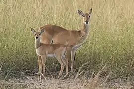 Femelle et son petit, Semliki Wildlife Reserve, Ouganda.