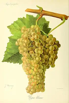 Trebbiano