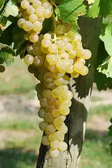 Grappe d'ugni blanc.