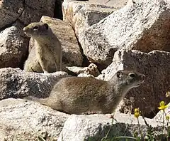 Description de l'image Uinta Ground Squirrels.jpg.