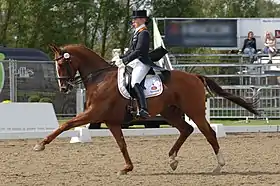 Cheval KWPN lors d’une compétition de dressage