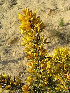 Ajonc de Provence