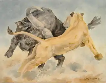 Buffle avec Lionne, 2006, 80 × 100 cm