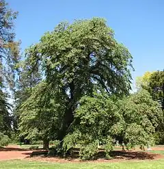 Ulmus glabra variété horizontalis de 120 ans à Melbourne.