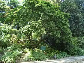 L'Ulmus minor ou orme champêtre, var. Jacqueline Hillier âgé de 15 ans et planté en 2007.