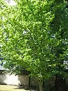 Ulmus × hollandica 'Wredei'