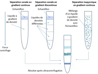 Les différentes procédures d'ultracentrifugation en gradient de densité