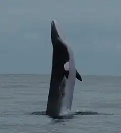 Un Petit Rorqual sautant hors de l'eau, montrant son rostre étroit.