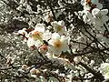 Fleurs de prunus mume