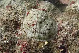 Un bivalve non identifié du groupe des Pectinoidea (peut-être Spondylus sp.)