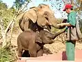 Un cornac avec son éléphant et son bébé éléphant au Laos, Sayaboury