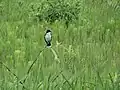 Un des nombreux oiseaux dans le parc des Îles-de-Boucherville