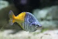 Description de l'image Un poisson à l'aquarium de la porte dorée.JPG.