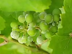 grappe de raisin vert saupoudrée de blanc