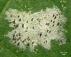 Sur une feuille, les masses colorées parmi le mycélium blanc représentent les cleistothèces de Sawadaea tulasnei (en), la pourriture blanche de l'érable plane (vue à l'œil).