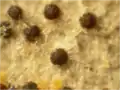 Cléistothèces de Uncinula adunca sur feuille de peuplier tremble (vue à la loupe).