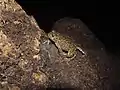 Bufotes boulengeri dans la grotte du parc.