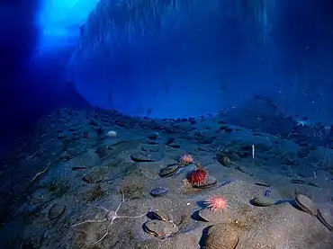 Fond marin dans le détroit de McMurdo.