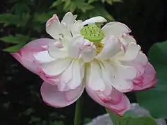 Une fleur de lotus au jardin japonais.