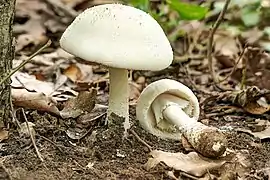 Amanita strobiliformis.