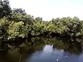 Une végétation de mangrove observée à Togbin (Bénin)