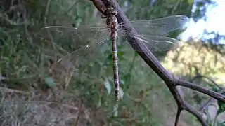 Austroaeschna unicornis Wikimedia