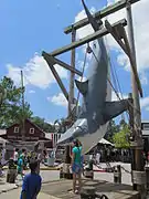 Requin suspendu à proximité de l'attraction en 2011 (Universal Studios Florida).