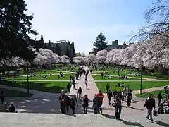  Le quad, grande étendue de pelouse entourée de cerisiers, au centre du campus